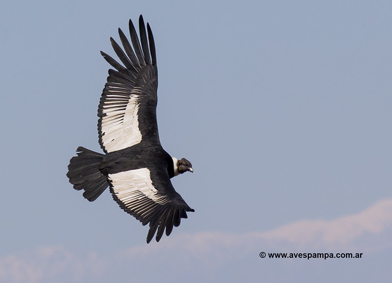Andean Condor (Vultur gryphus) by Avespampa