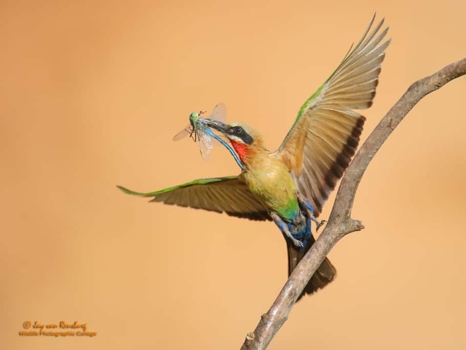White Fronted Bee Eater with Dragonfly