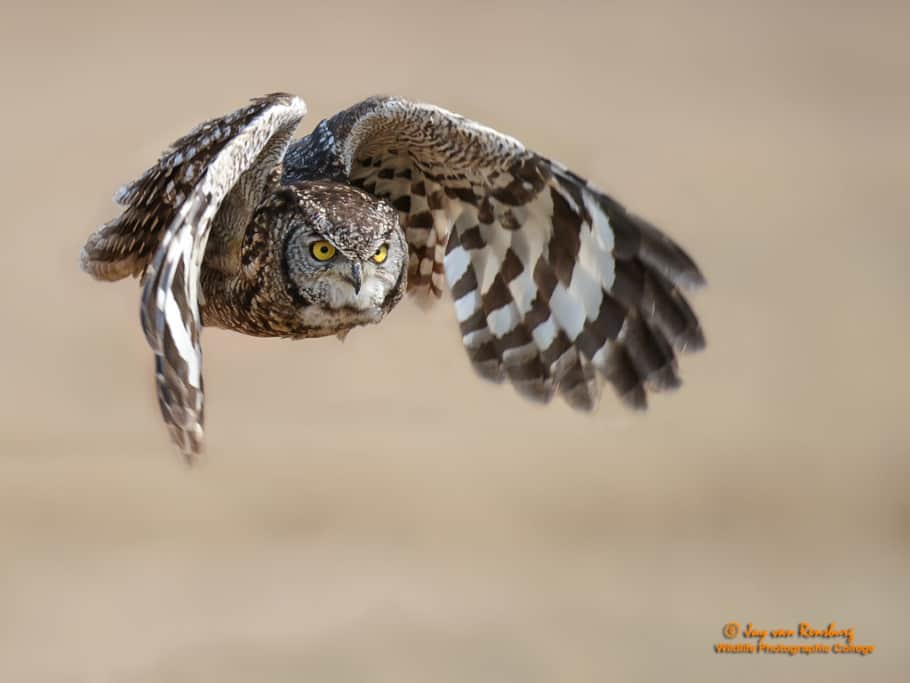 Spotted Eagle Owl – South Africa