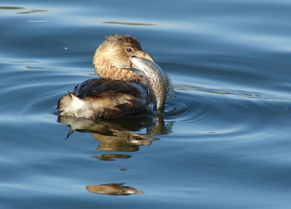 Little Grebe with more than a mouthful