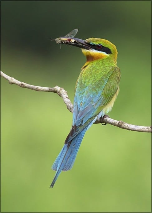 Blue Tailed Beeeater