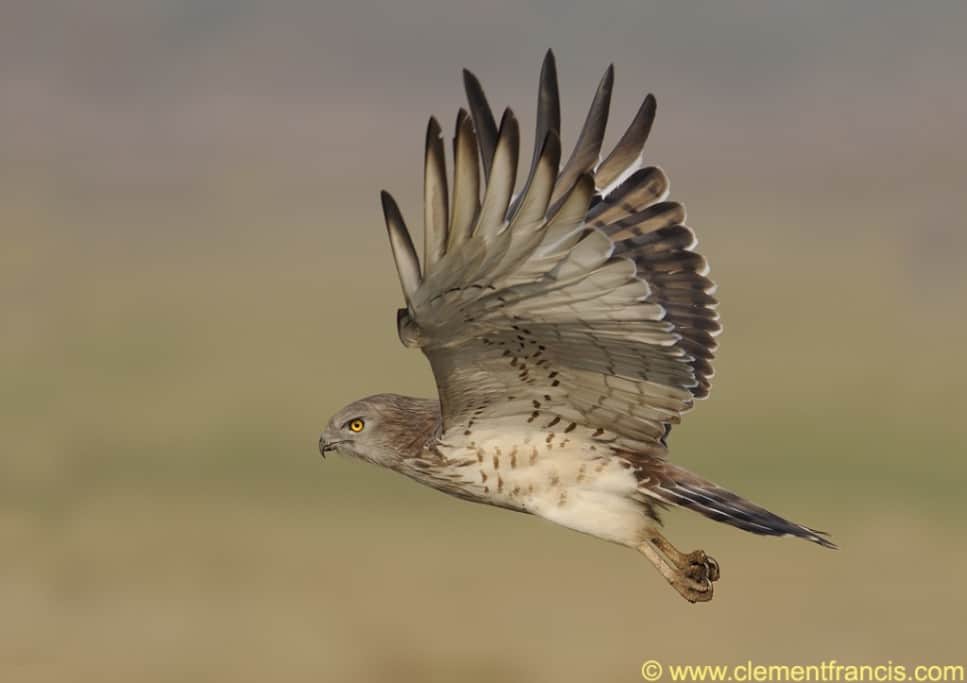 Short-toed Snake Eagle’s flight by Clement Francis