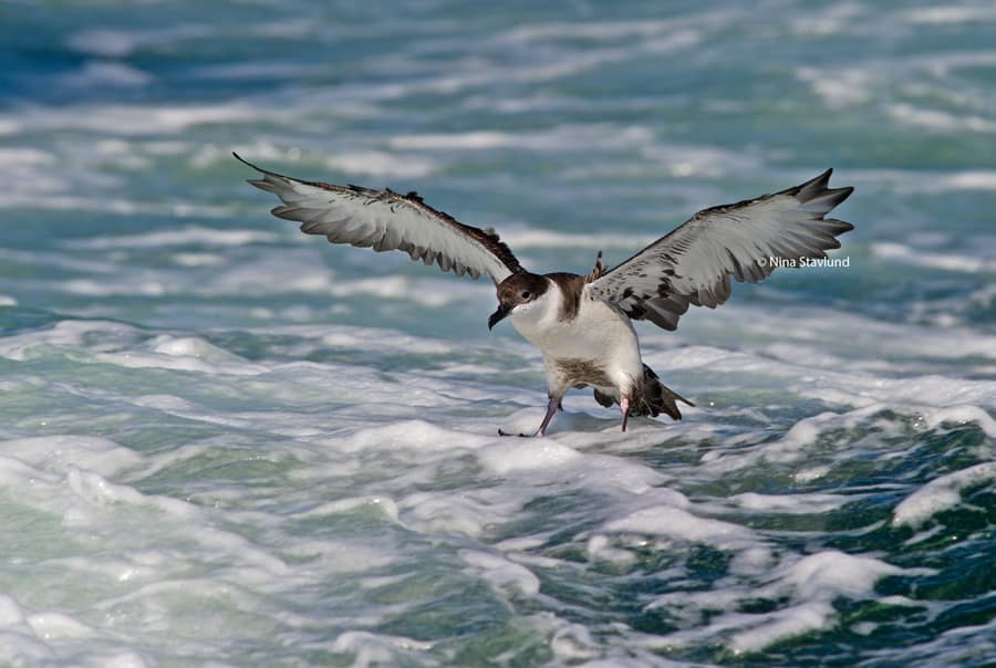 Coming in for Landing Great Shearwater