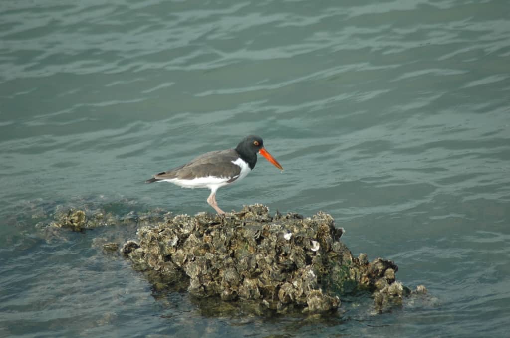 Oysters for the Oystercatcher