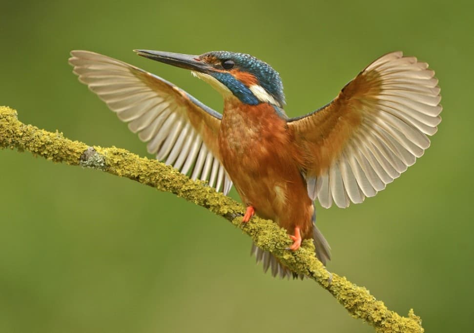 ‘Angry Kingfisher’ by Keith Bannister