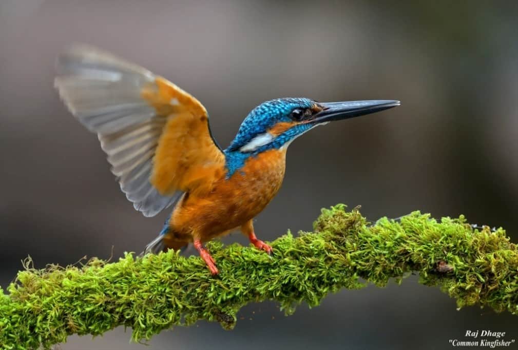 ‘Common Kingfisher’ by Raj Dhage