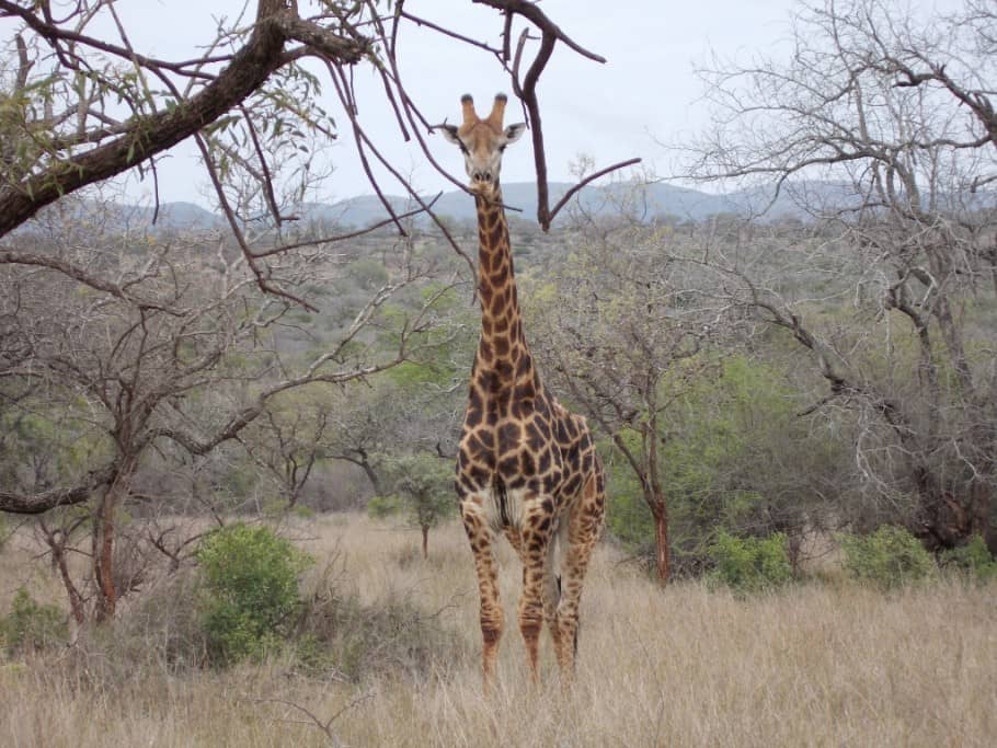 The Beauty of an African Giraffe