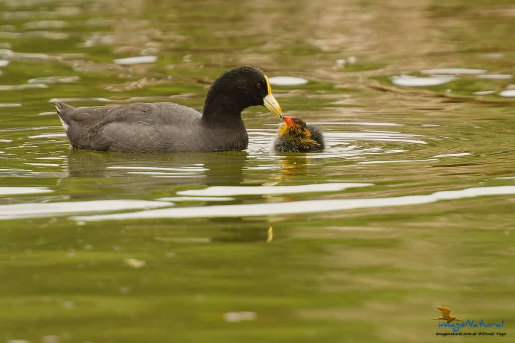 White-winged Coot (Fulica leucoptera)