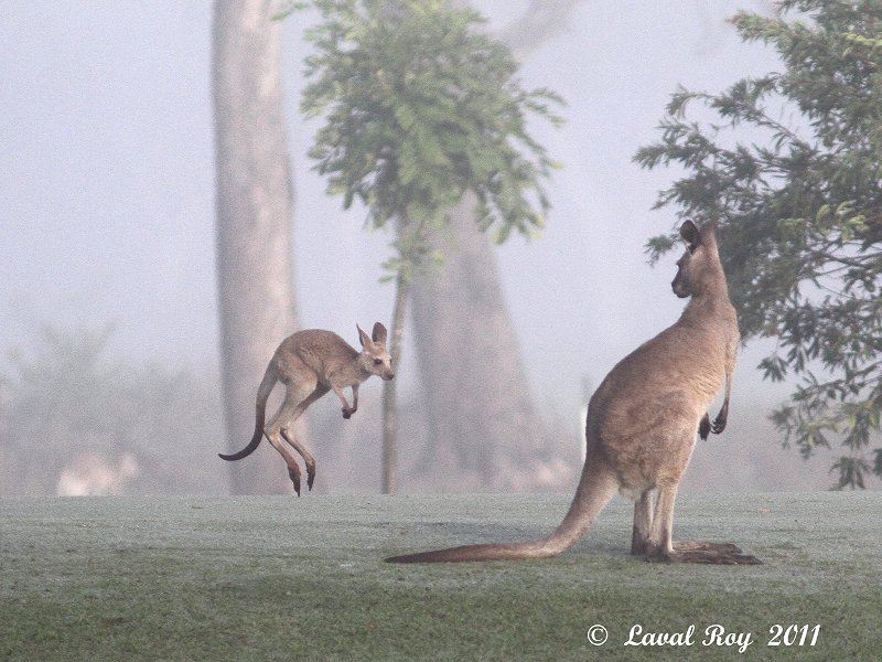 Hey Mom, wait for me !!!  Eastern Gray Kangaroo