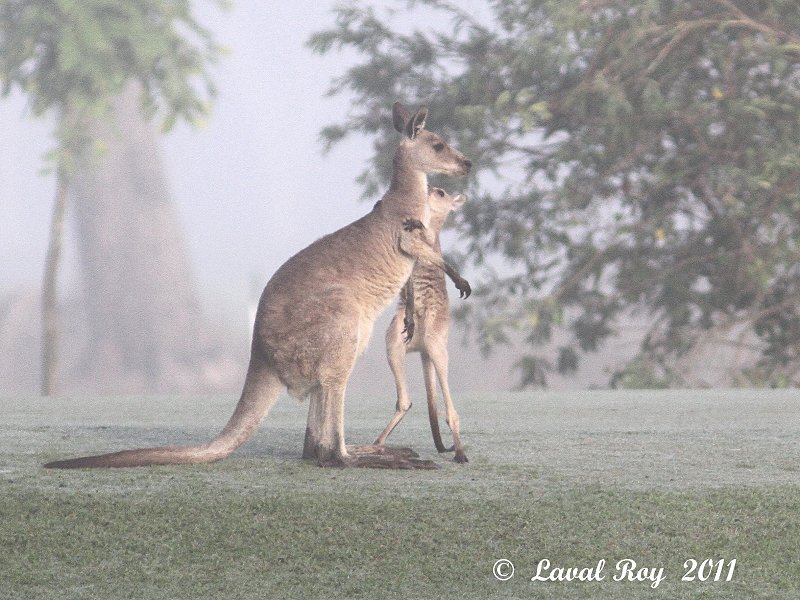 Say Yes, Mom. Say Yes – Eastern Grey Kangaroo