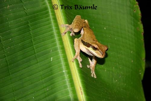 Amphibians of Central America