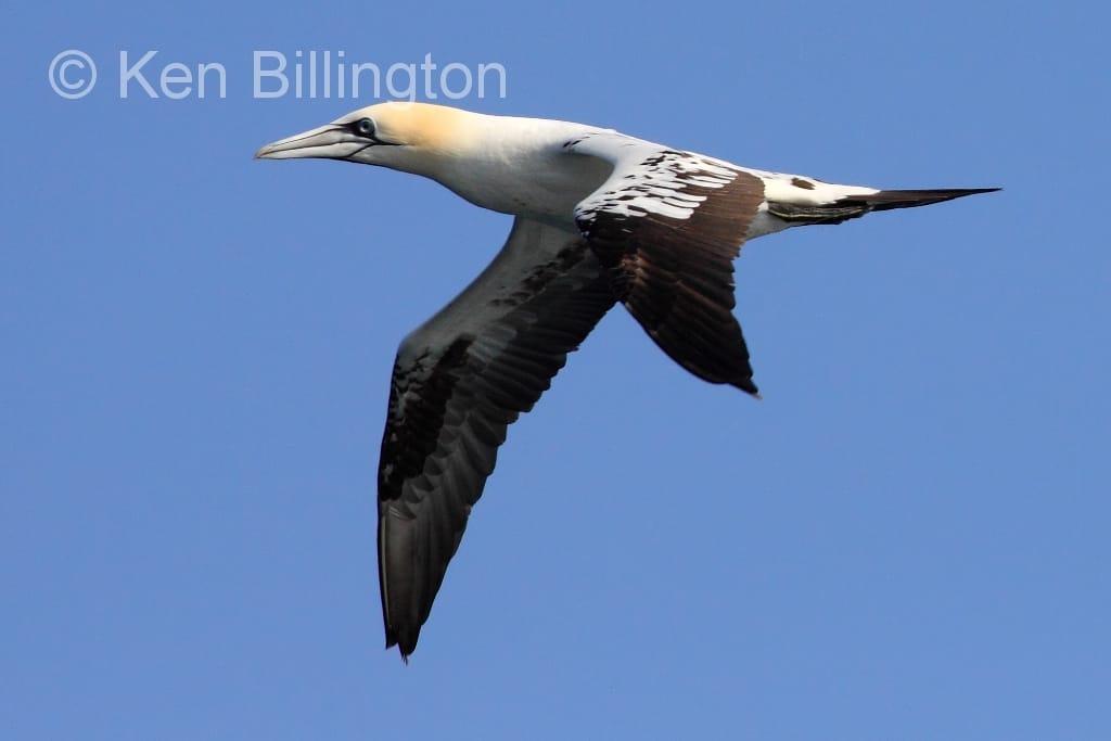 Northern Gannets Diving At High Speed
