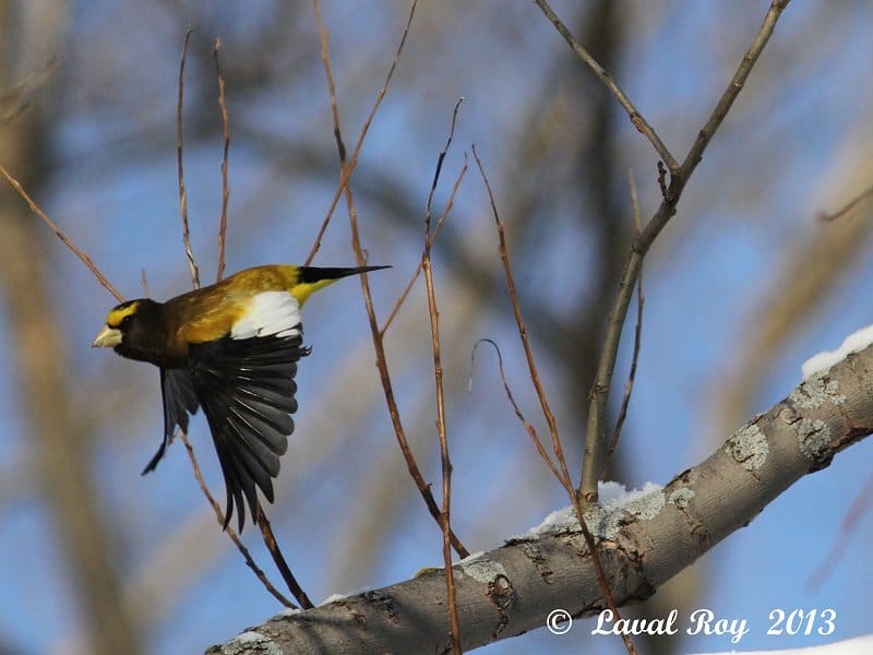 A glimpse of yellow in winter time – Evening Grosbeak