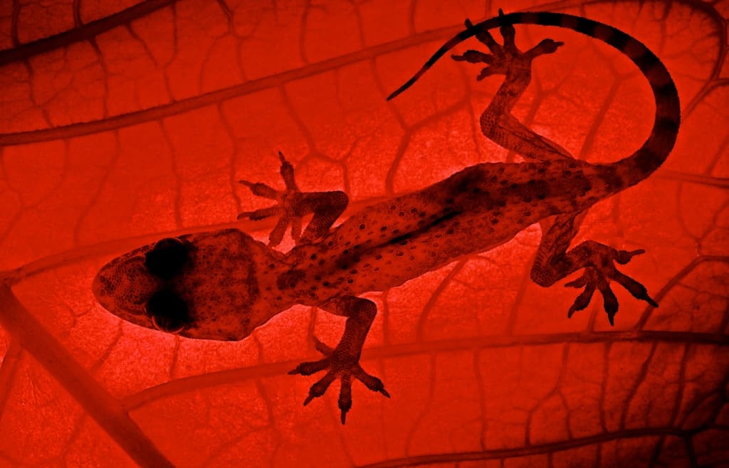 Gecko Backlit X-Ray