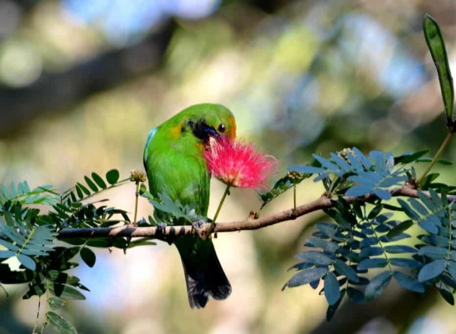 Golden-fronted Leaf Bird | Focusing on Wildlife