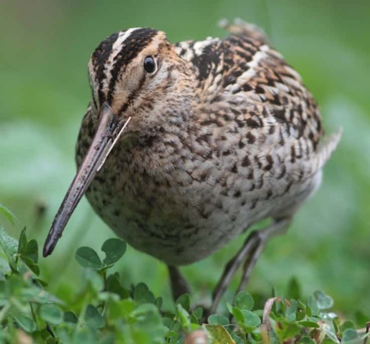 Coming in for a closer look…! The rarely well seen Great Snipe