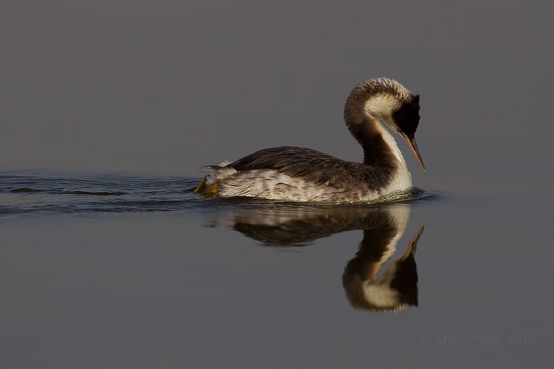 Grace and symmetry – Great Crested Grebe