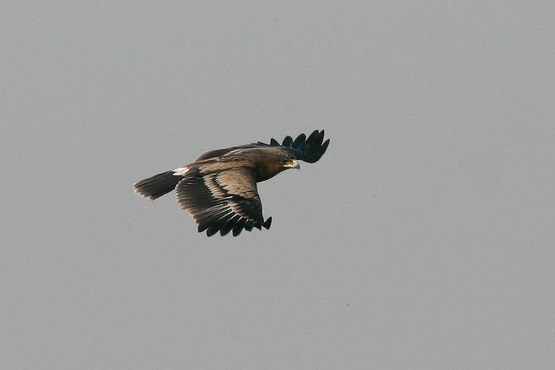 Greater Spotted Eagle (Aquila clanga)
