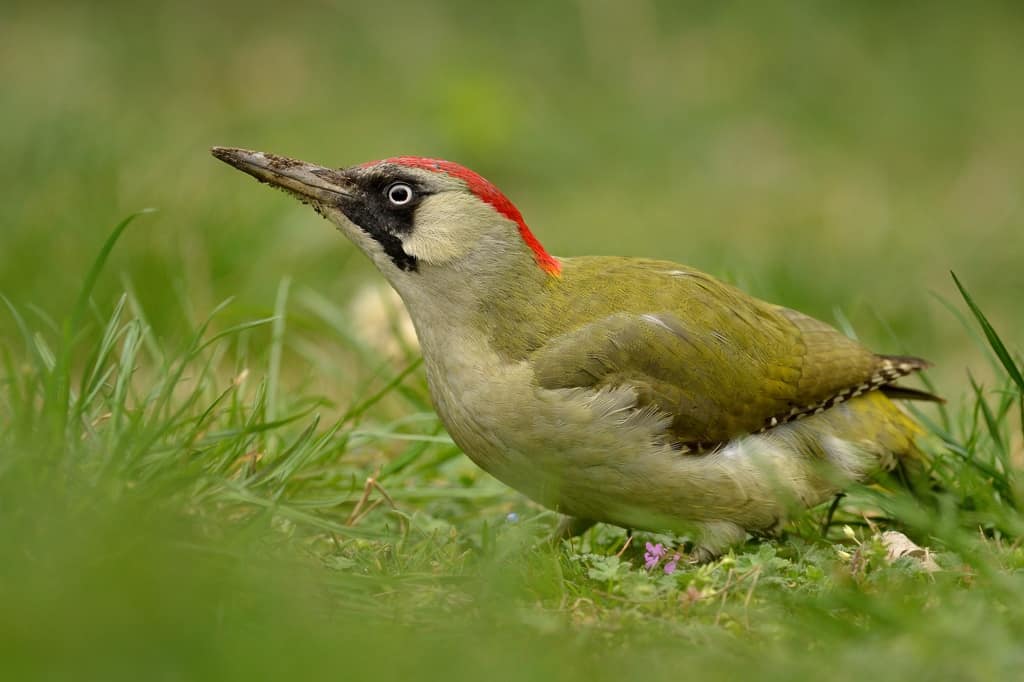 Green Woodpecker by Emil Ivanov