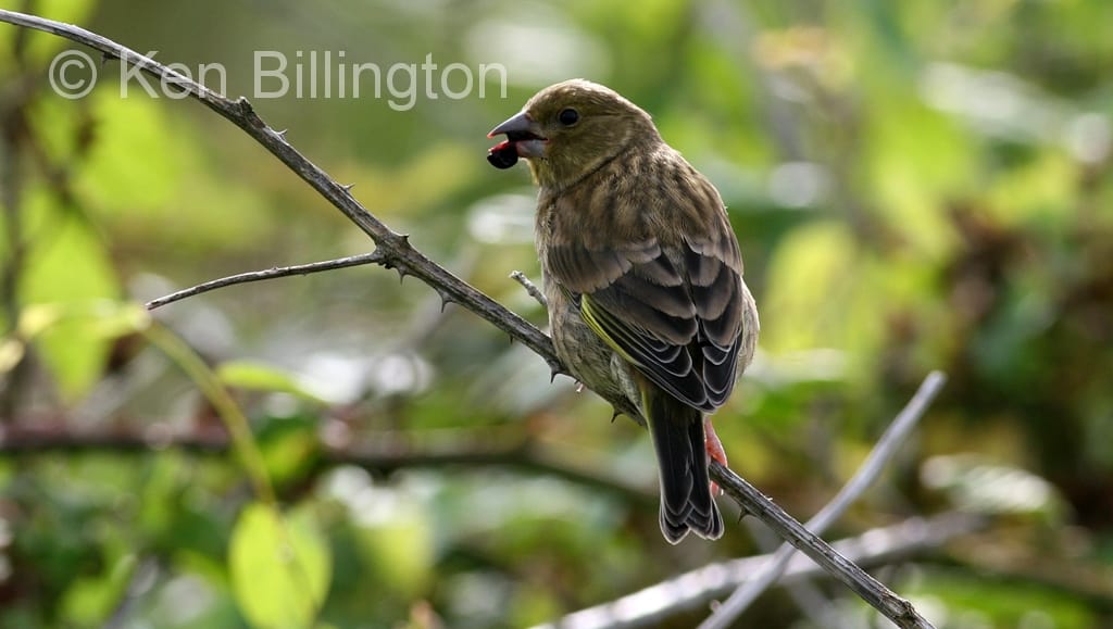 Greenfinch (Carduelis chloris)