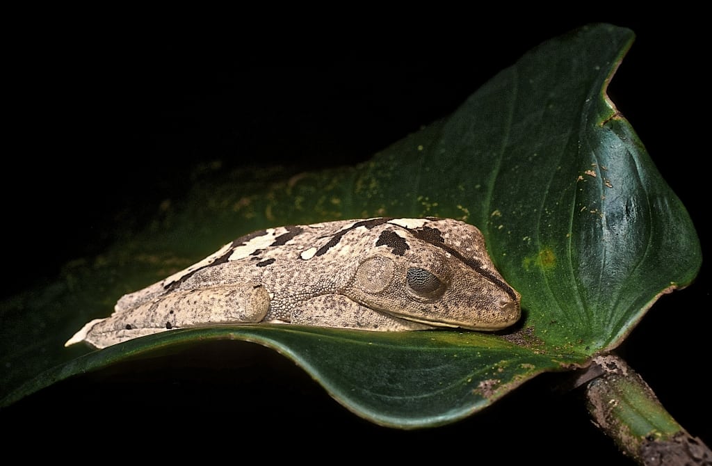 Hyla Geographica Coproflage