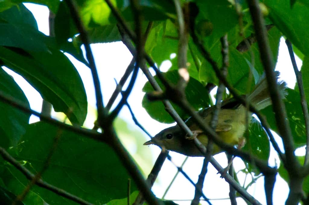 Ijima’s Leaf Warbler (Phylloscopus ijimae)