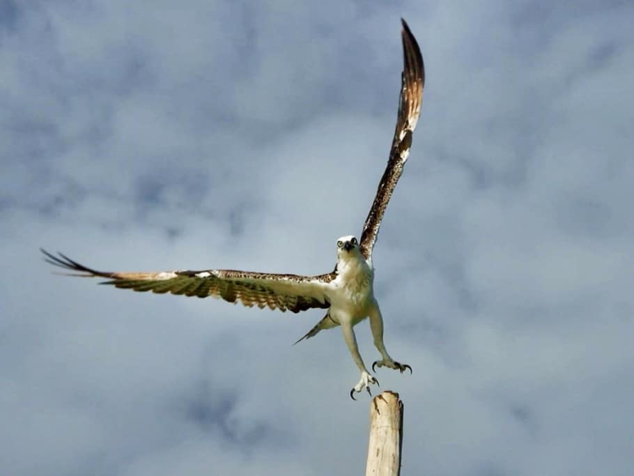 Caribbean Osprey – Free as a Bird