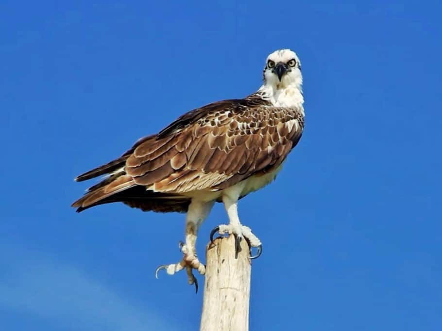 What Are You Looking At? (Yucatecan Osprey)