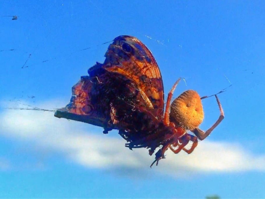 Orb-weaving Spider Having Breakfast