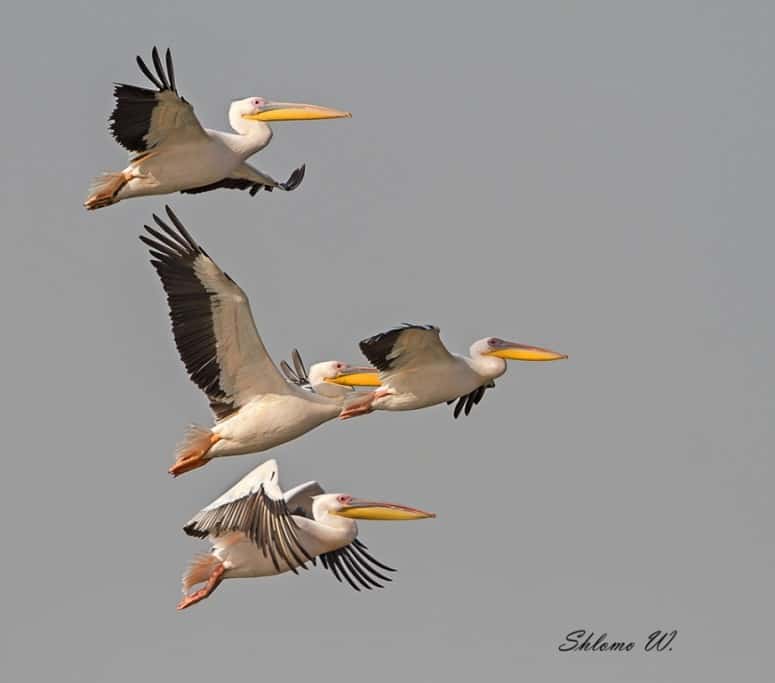 ‘Pelicans migration’ by Shlomo Waldmann