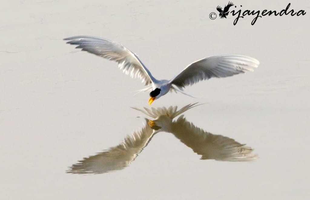 River Tern diving for fish
