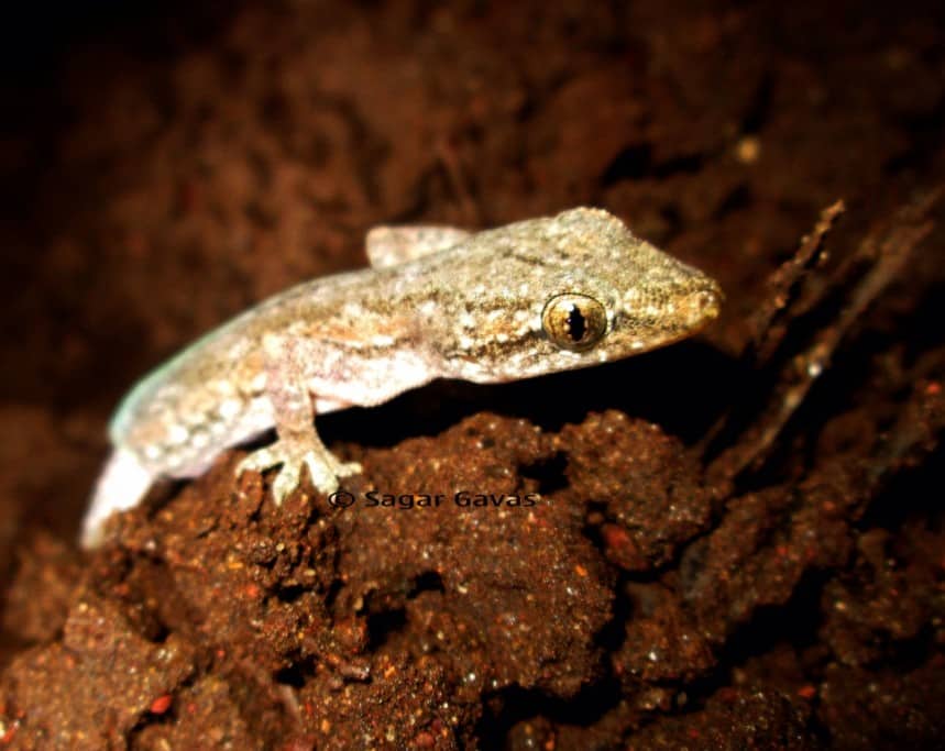 Hemidactylus brookii (house gecko)