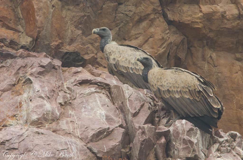 Indian Vulture Gyps indicus