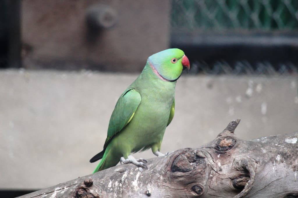 Rose-ringed Parrot