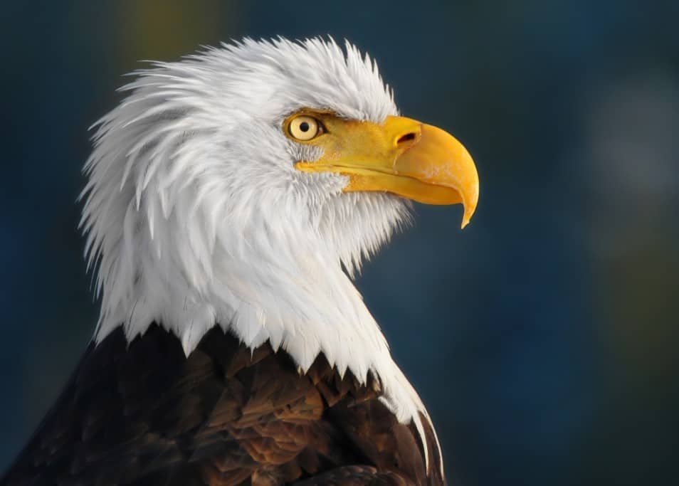 ‘Proud Eagle’ by Pam Mullins