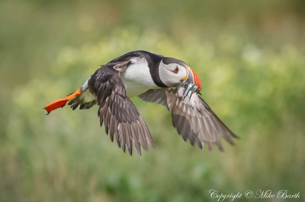 Puffin by Mike Barth