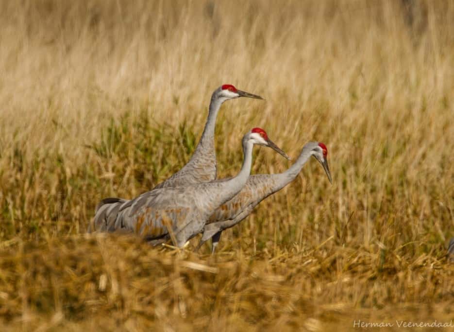 ‘Sand Hill Cranes’ by Herman Veenendaal