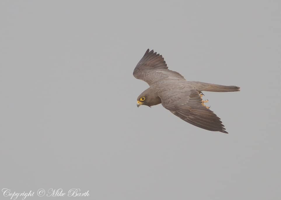 Sooty Falcon Falco concolor