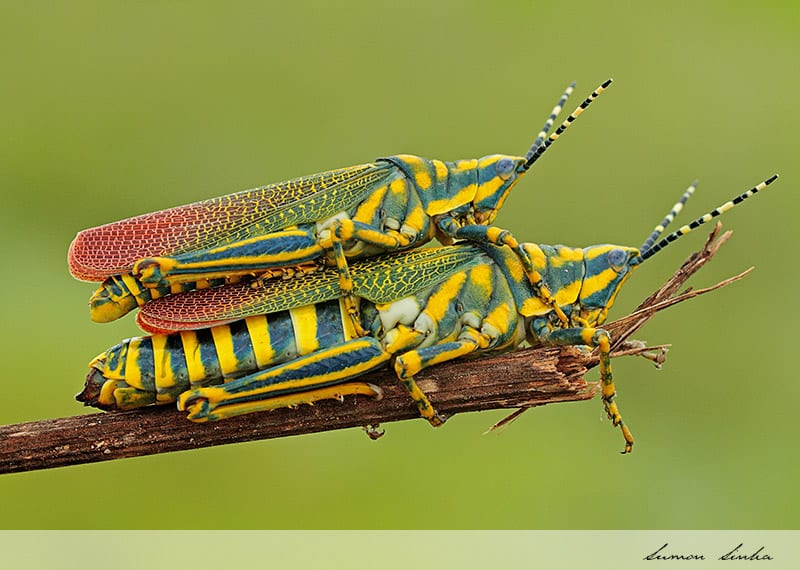 Painted Grasshoppers