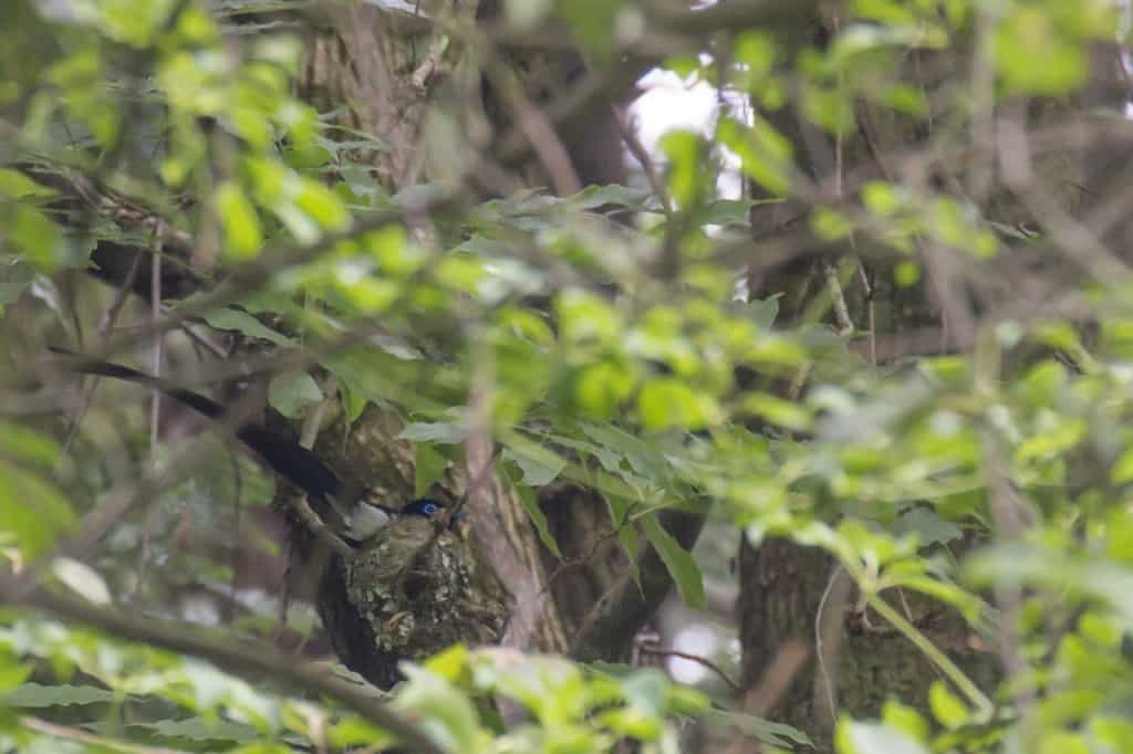 Japanese Paradise Flycatcher (male) on Nest