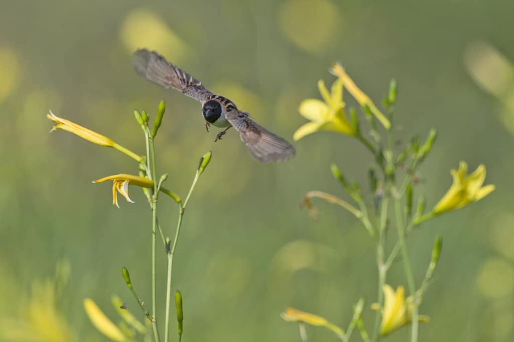 Japanese Reed Bunting (male) in Flight among Thunberg’s Daylilies