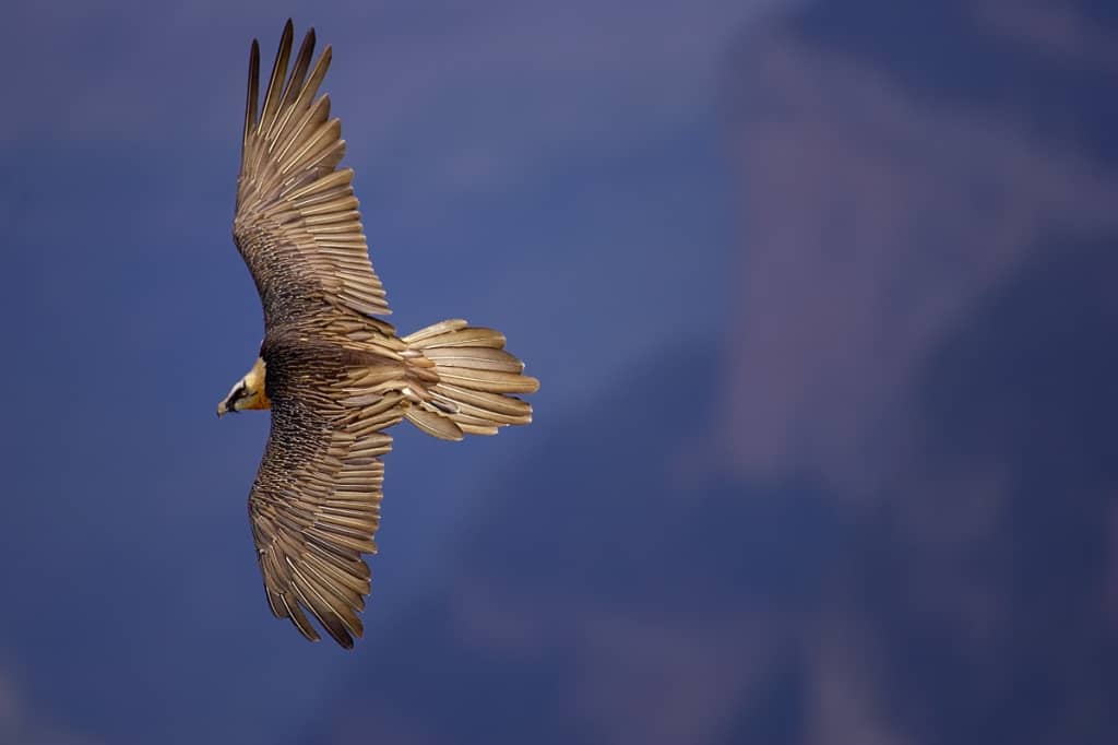 Lammergeier in flight, Ordesa National Park, Spain