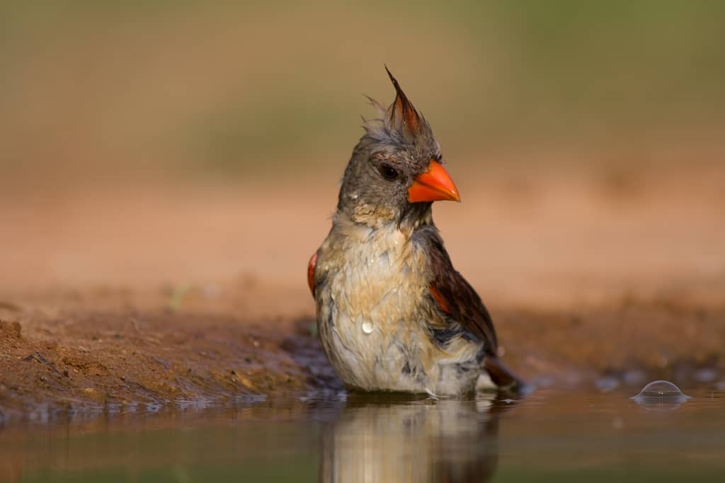 Female Cardinal Bathing by Kathy Detweiler | Focusing on Wildlife