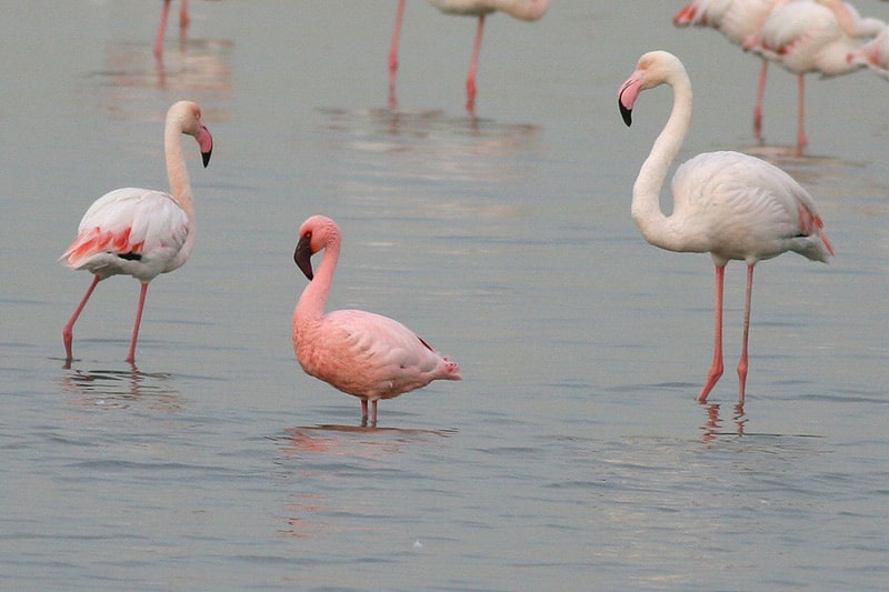 Lesser Flamingo (Phoeniconaias minor)