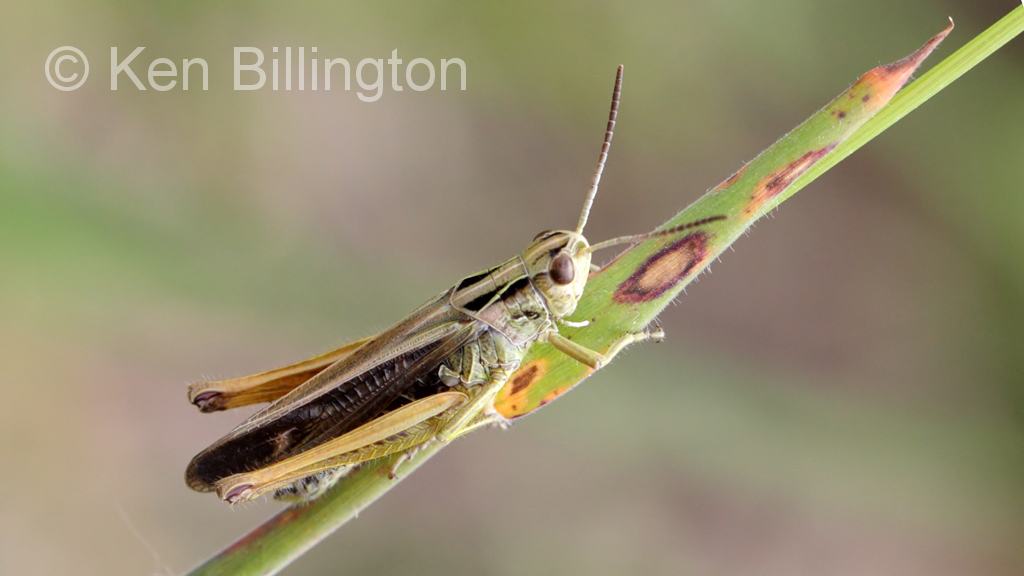 Common Green Grasshopper – Omocestus viridulus