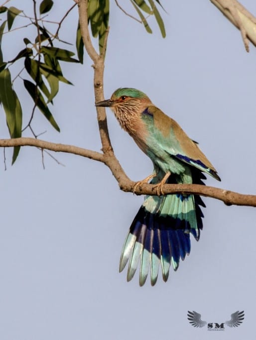Indian Roller Stretching