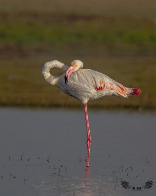 Flamingo on a Rest