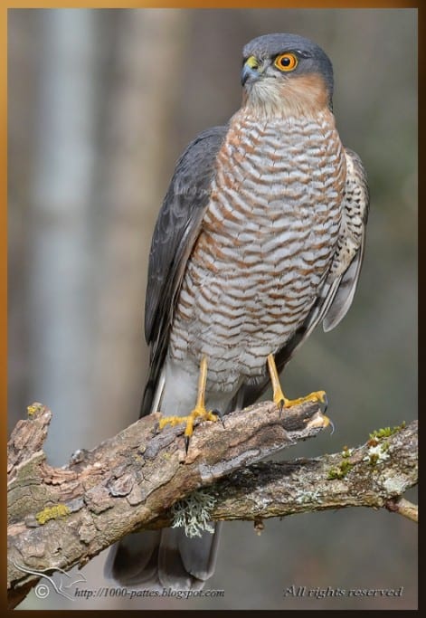 Male Sparrowhawk… VERY focused