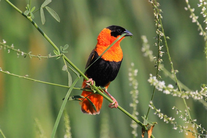 A beautiful male Orange Bishop gathers reeds to ‘weave’ it’s nest