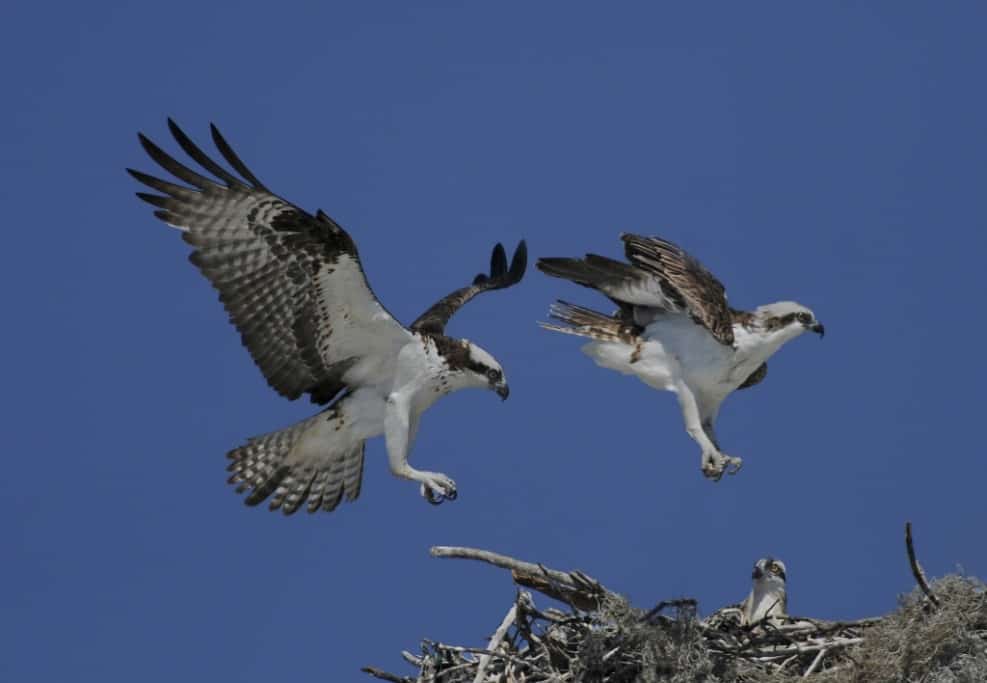 Osprey Pair Arriving at Nest with Chick by Lew Scharpf